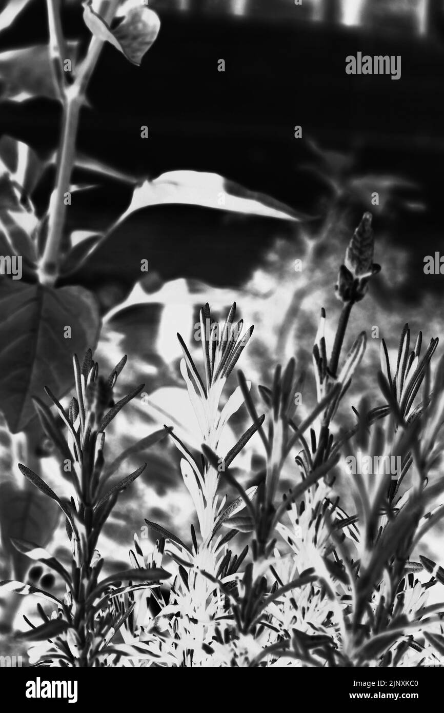 Typical rosemary herb plant growing in the sunny summer kitchen garden