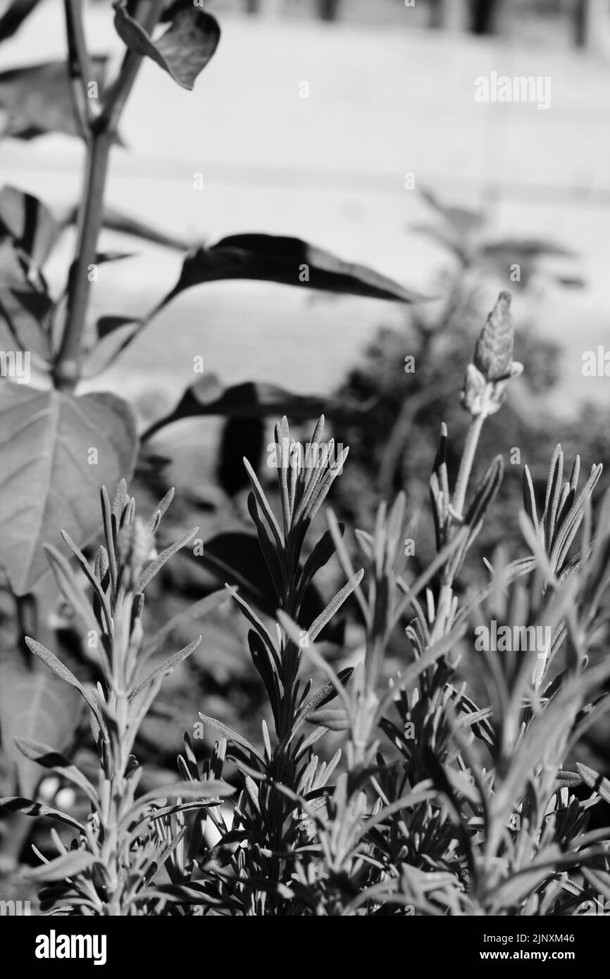 Typical rosemary herb plant growing in the sunny summer kitchen garden