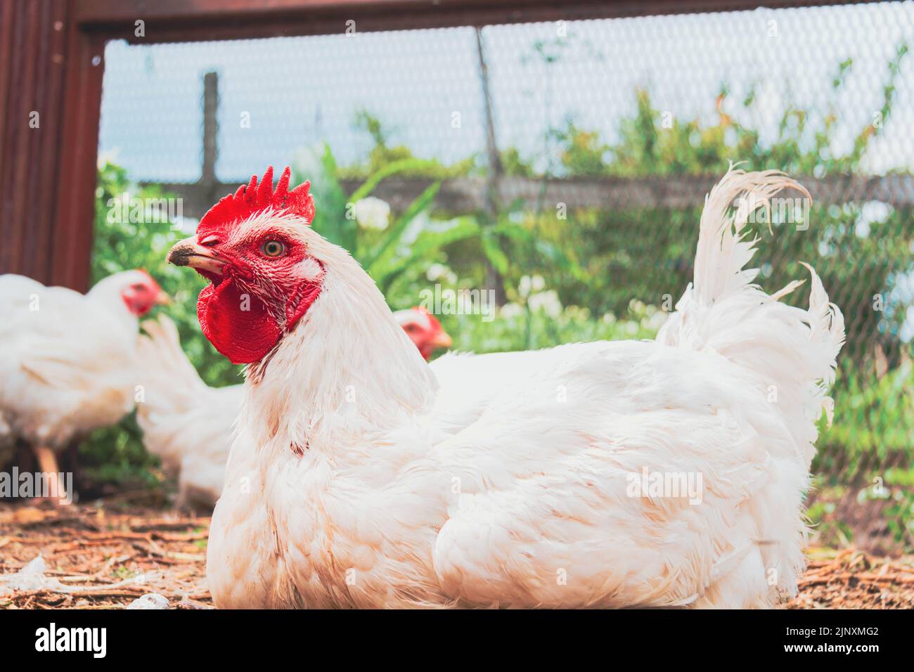 Chicken. Farming. Breeding chickens. Rooster closeup. Poultry in a