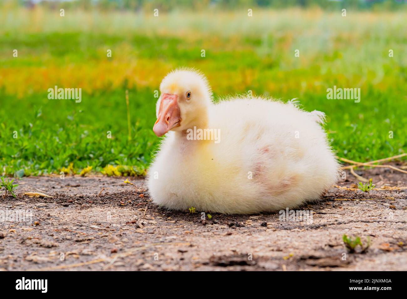 Gosling. Poultry farm for breeding geese. Little goose chicks in the grass. Feeding and caring