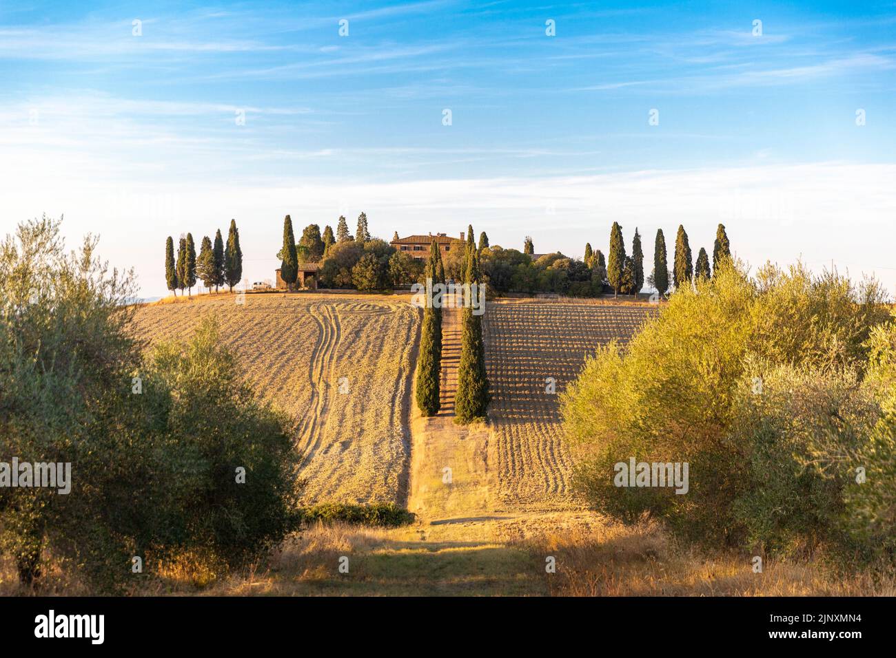 Tuscan landscape with cypress trees, famous from the movie Gladiator Stock Photo