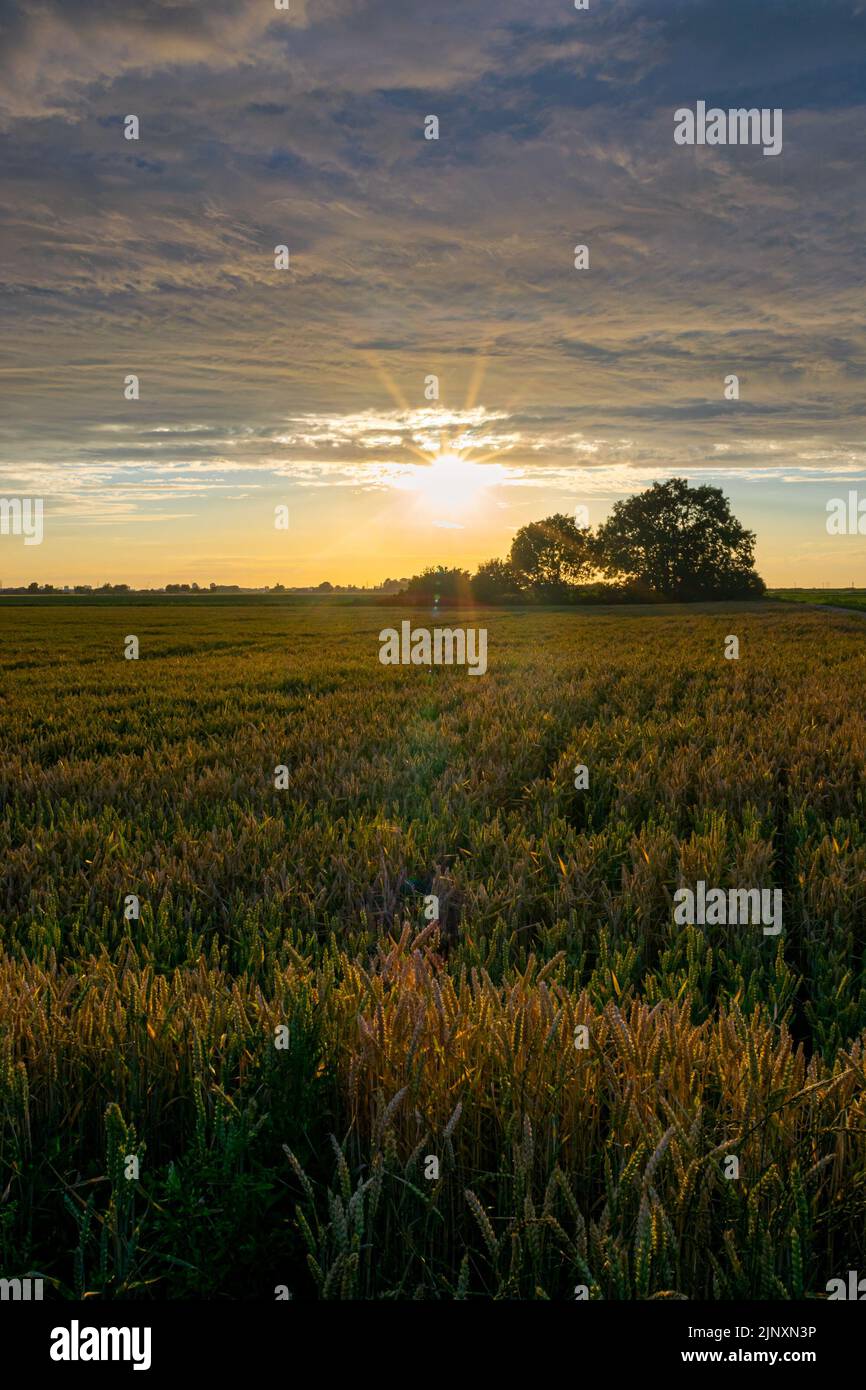 The sun shines from under textured clouds over a grain field just before sunset. The photo shows some lens flares. Stock Photo