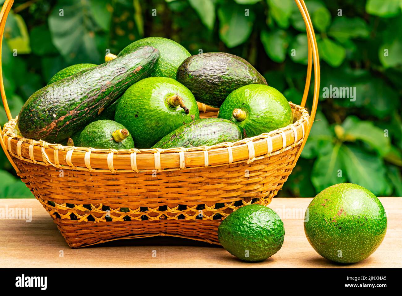 Closeup view of different varieties of avocado in bamboo basket and on a wooden table infront of teak forest. Stock Photo