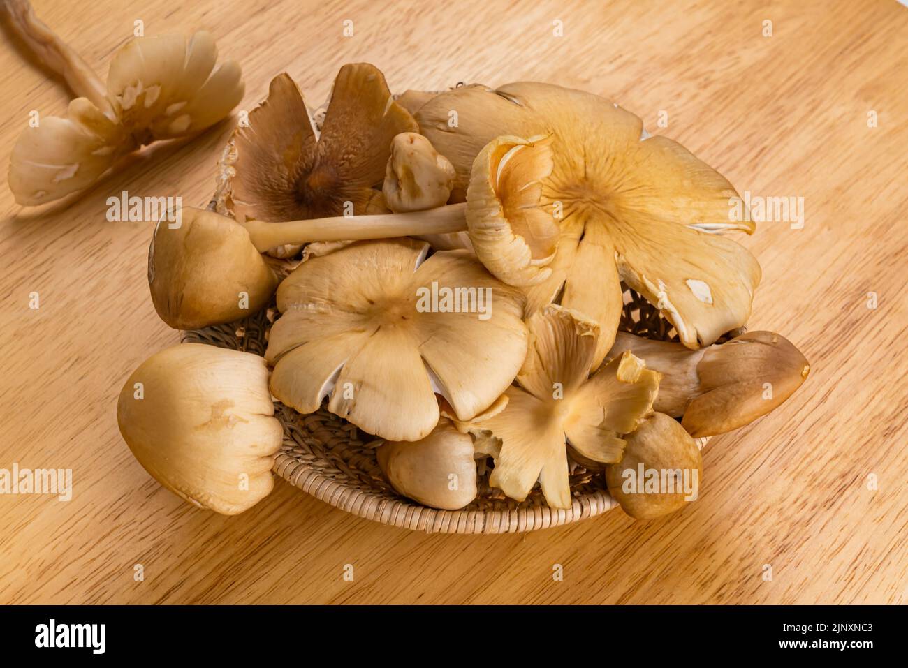 Pile of natural termite mushroom in bamboo basket on wooden table. The mushroom are cultivated by termites by means of a complex natural process that Stock Photo