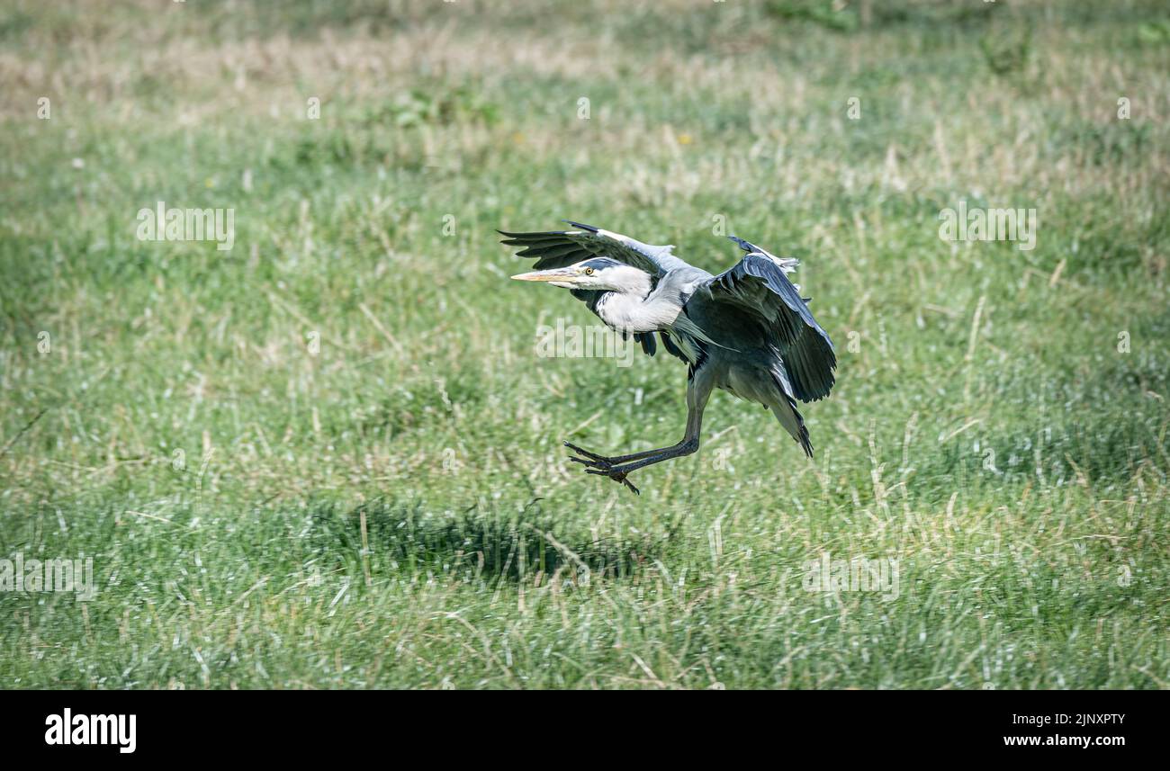 A heron landing in a field, Scotland, UK Stock Photo