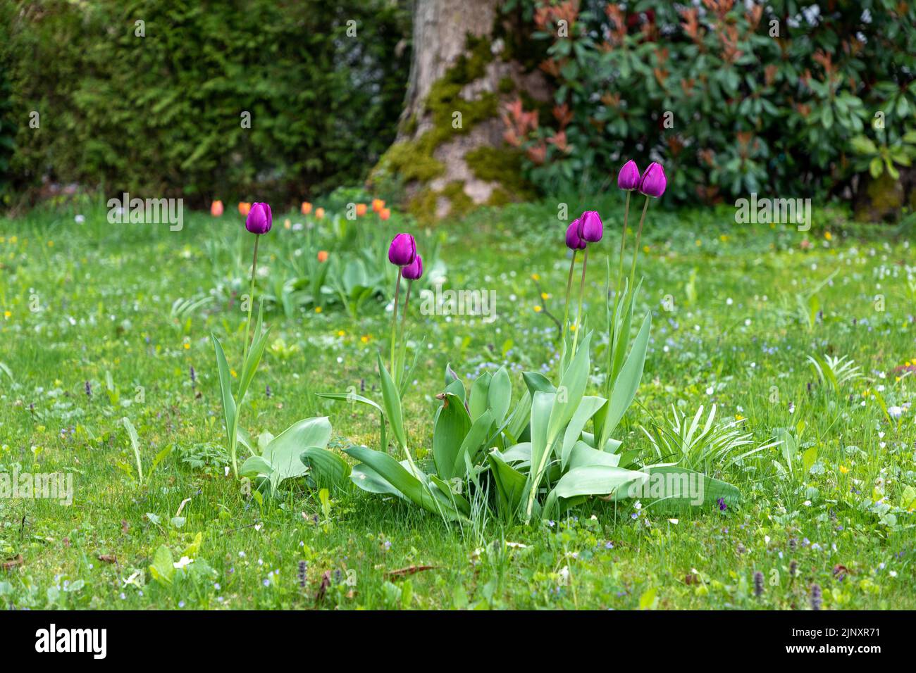 Purple tulip flowers growing on a lawn in springtime in Switzerland. Stock Photo