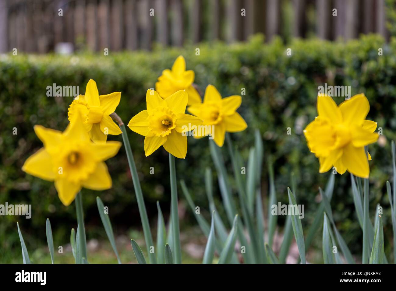 Selective focus on daffodil flowers in springtime in Switzerland. Stock Photo