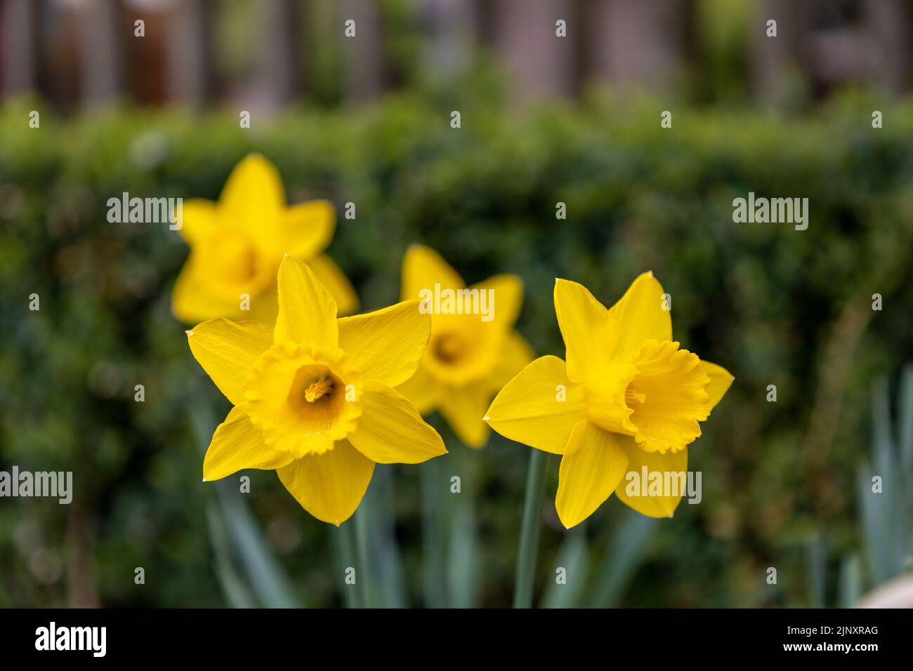 Selective focus, close up on yellow daffodil flowers. more flowers out of focus in the background. Stock Photo