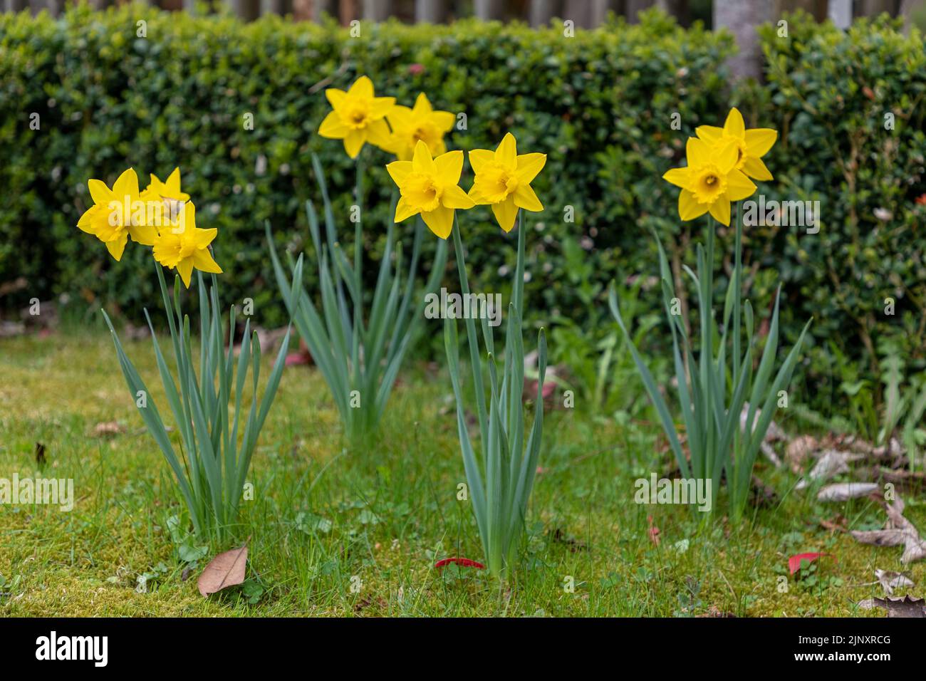 Selective focus on Daffodil flowers growing on a lawn during springtime. Daffodil is also known as Narcissus Stock Photo