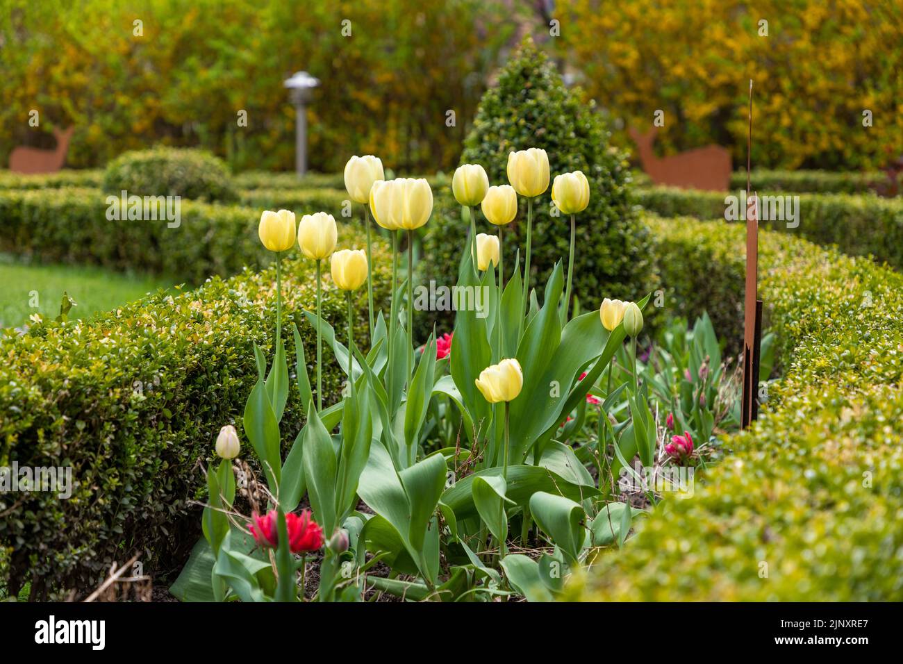 Cream coloured tulips surrounded by pruned hedges in a European garden Stock Photo