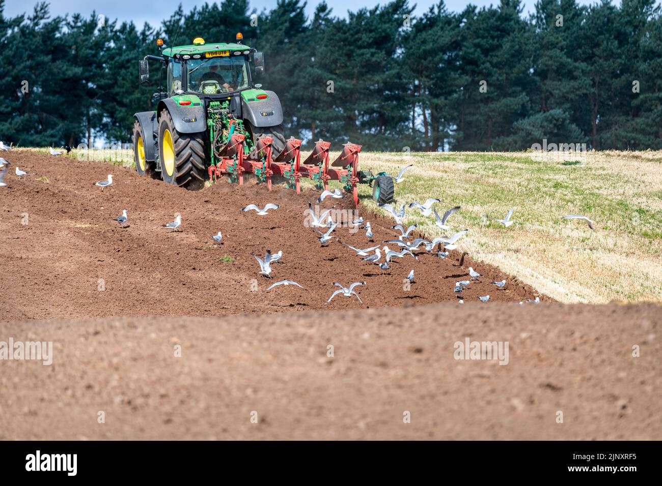 Gulls following a tractor ploughing, Scotland, United Kingdom Stock Photo