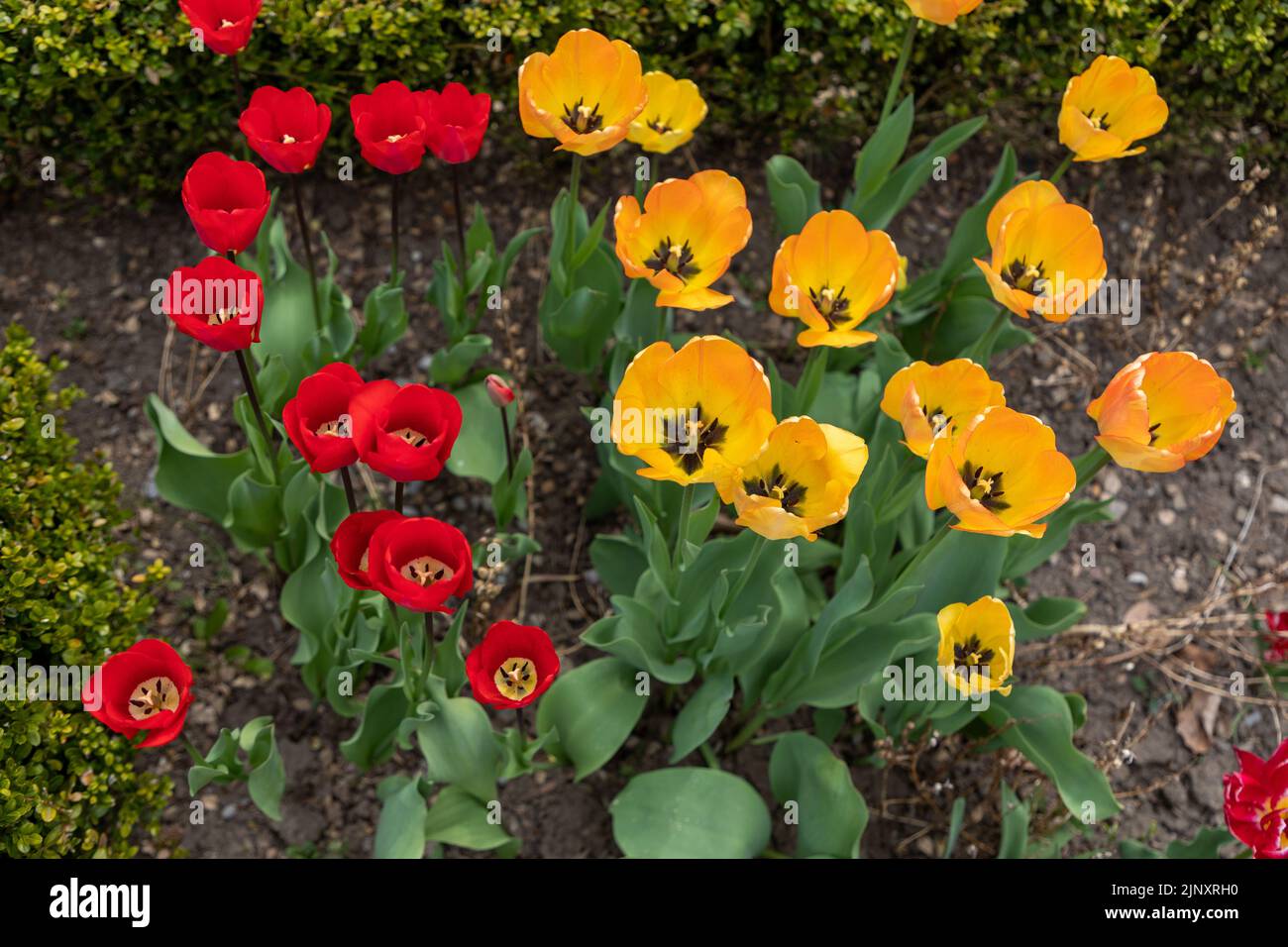 Top view, Selective focus on the red and yellow flowers of tulip plants in a garden. Stock Photo