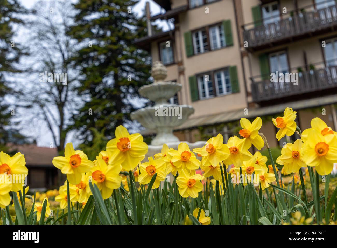 Selective focus on daffodil flowers in the bottom of the frame, in the background is a typical unrecognisable Swiss chalet building Stock Photo