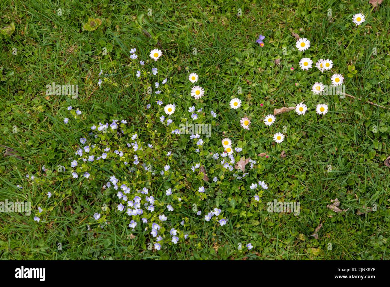 Wild flowers growing on a patch of grass in Switzerland during springtime. Stock Photo