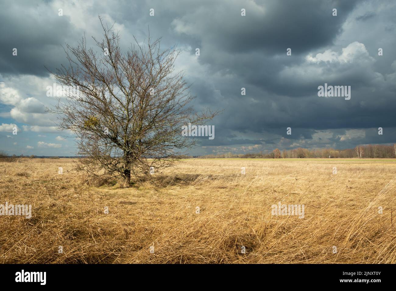 Single tree without leaves growing in dry meadow and stormy sky, Czulczyce, Poland Stock Photo