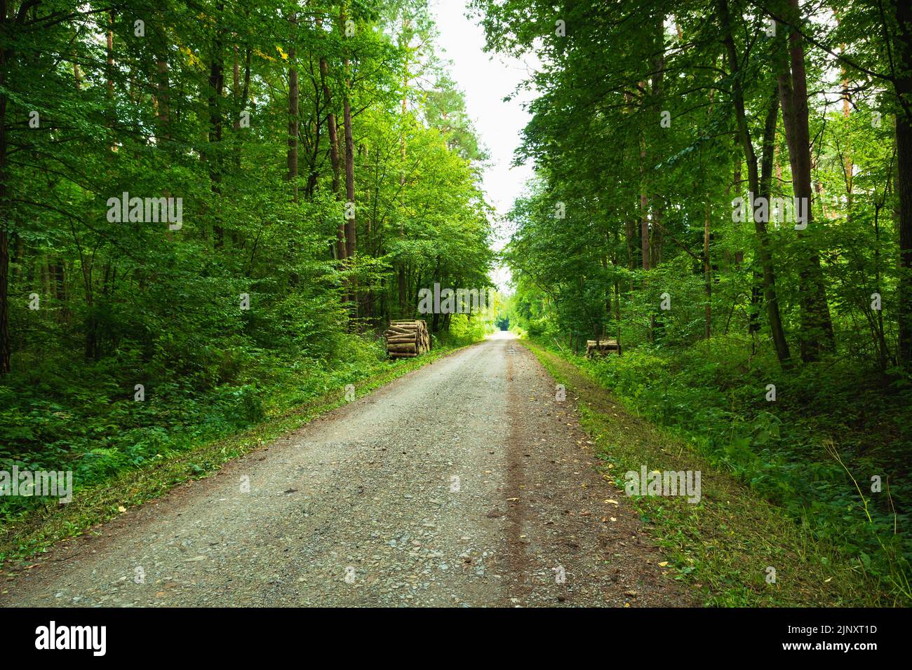 A straight dirt road through a green forest, summer day Stock Photo