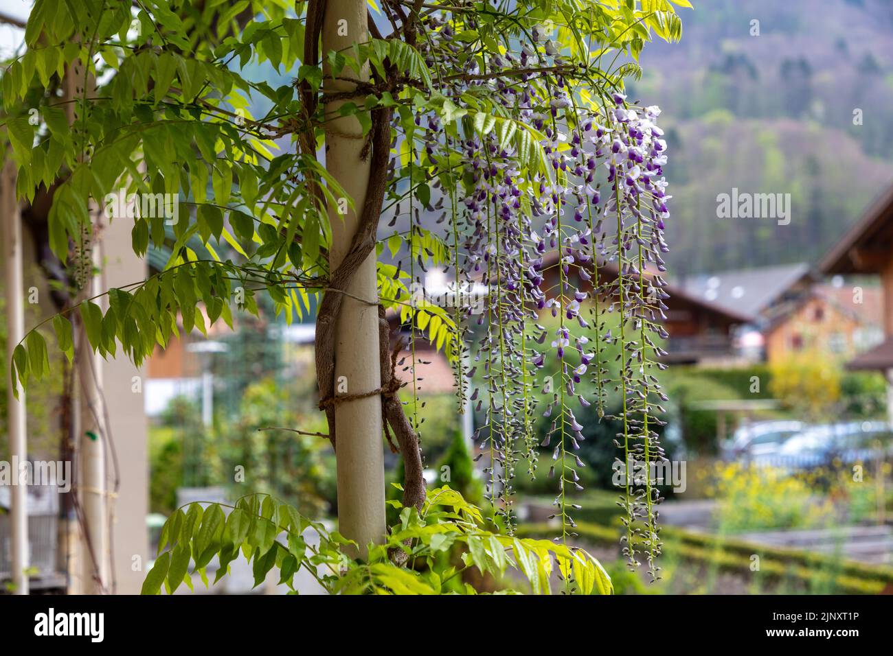 Wisteria vine growing up a metal pole, lilac flowers starting to bloom duringspring springtime Stock Photo