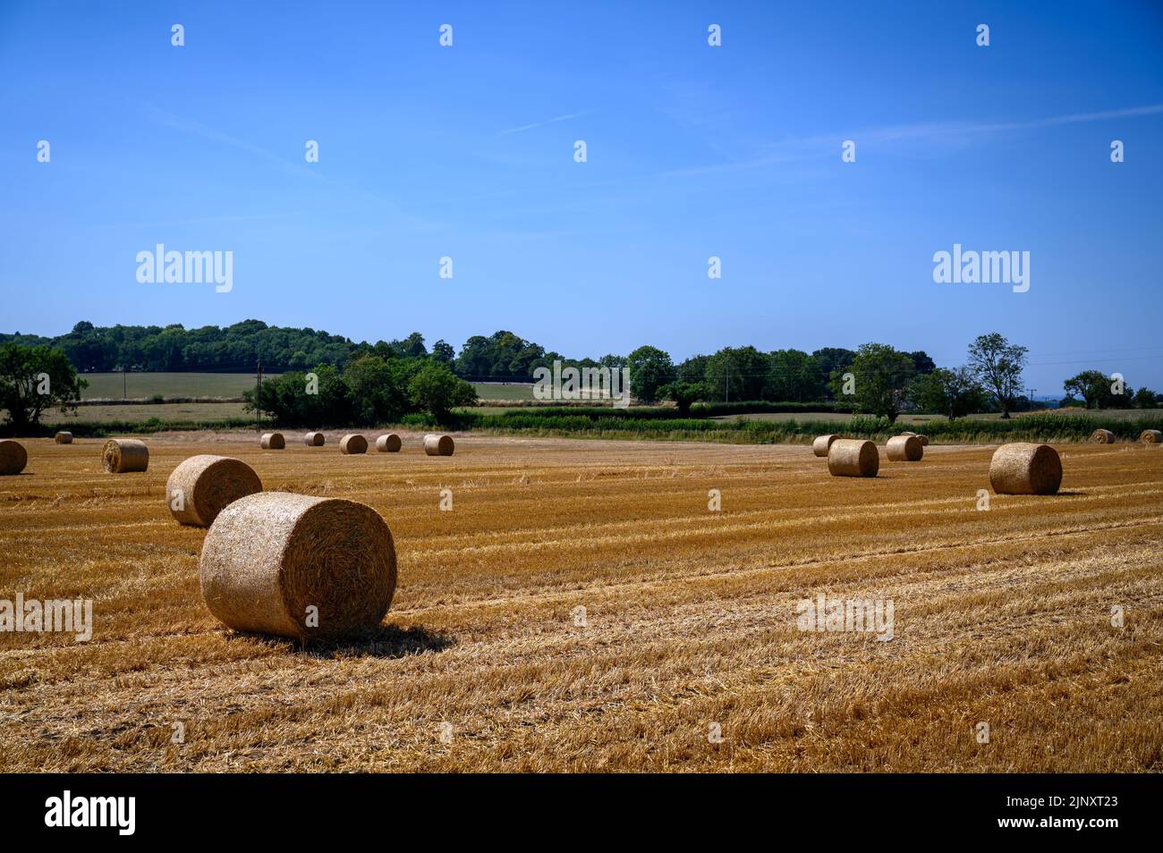 Bales of hay on a farm in the english countryside with clear blue sky ...