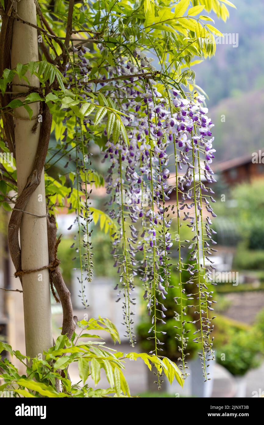 Selective focus on Wisteria flowers starting to bloom in springtime. Stock Photo