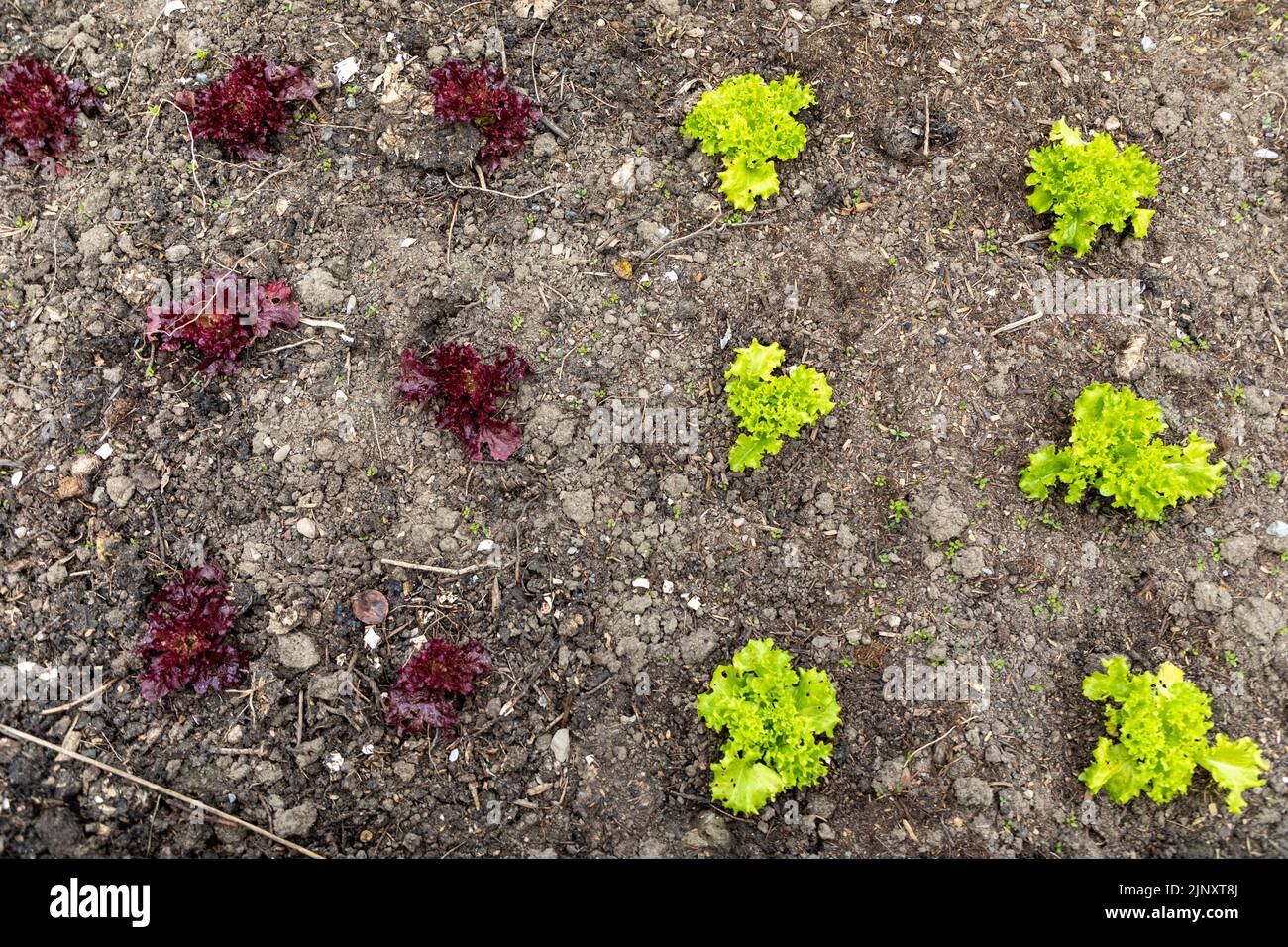 Two different types of young lettuce planted in a vegetable garden. Purple and green lettuce Stock Photo