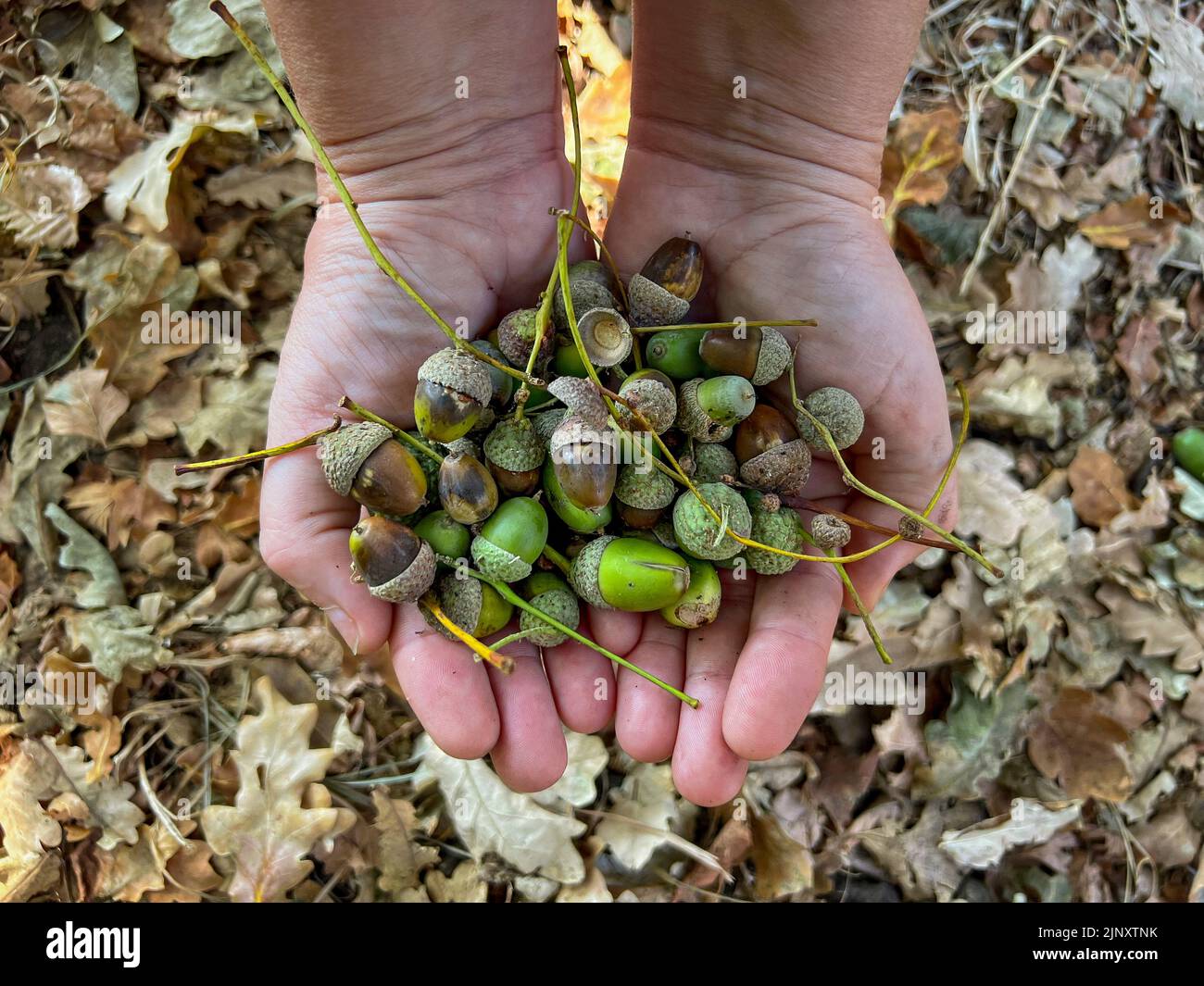 Drought © Jeff Moore - Fallen acorns in London this morning. Acorns usually harvest in Autumn but due to the extreme hot weather they have started to Stock Photo