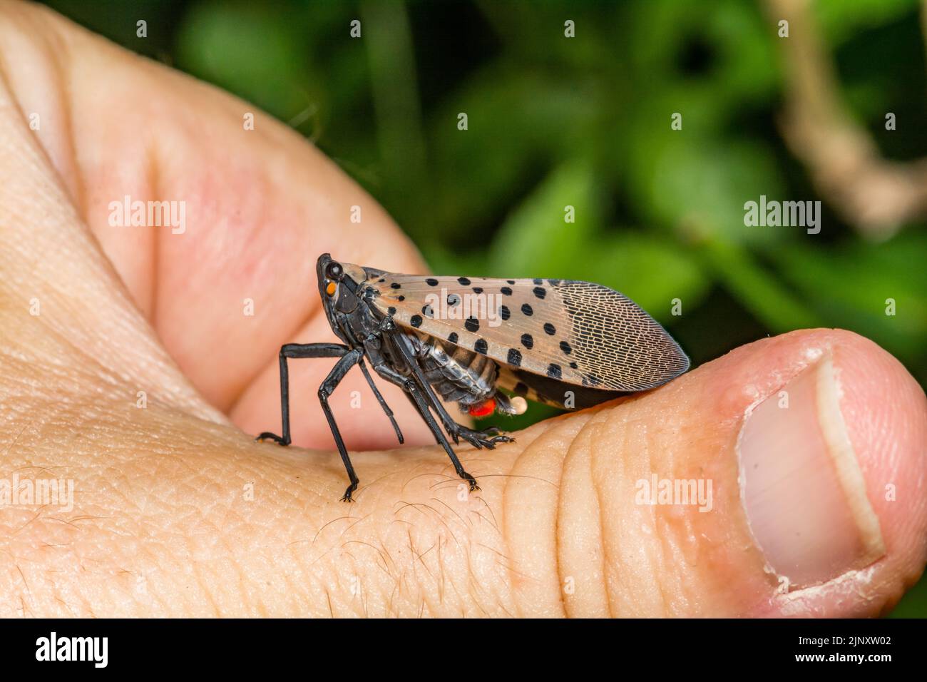 A Spotted Lanternfly excreting a drop of Honeydew Stock Photo