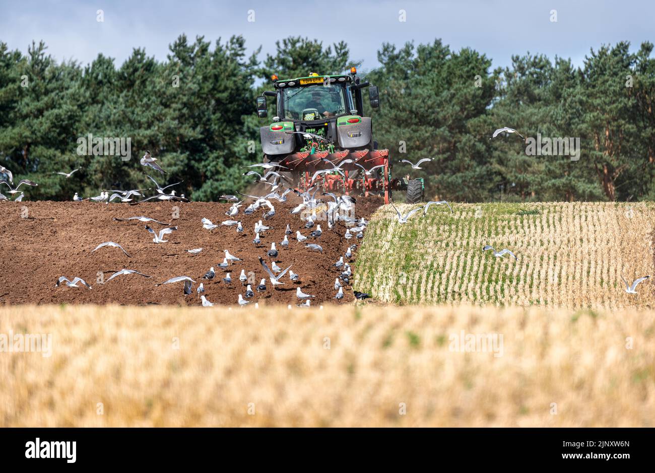 Gulls following a tractor ploughing, Scotland, United Kingdom Stock Photo