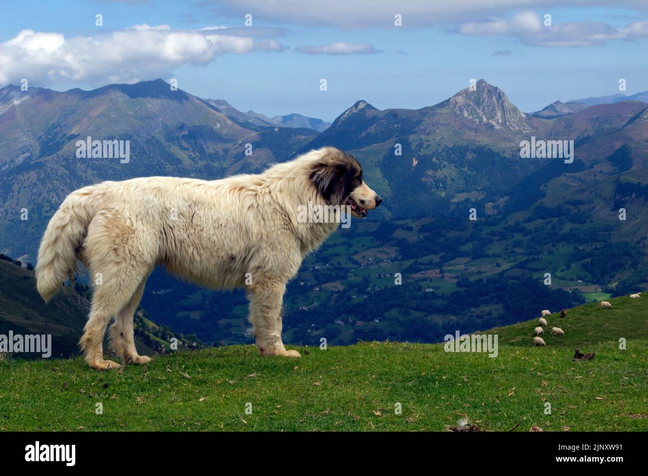 Patou and herd in the summer pasture at the Col d'Aubisque. Beost, Pyrenees-Atlantiques, France Stock Photo