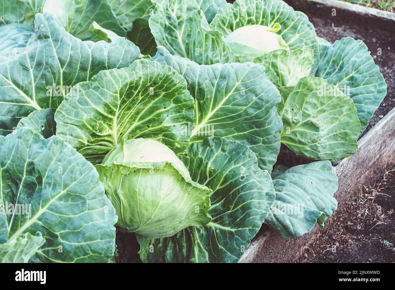 White cabbage with leaves damaged by caterpillars grows in the garden Stock Photo Alamy