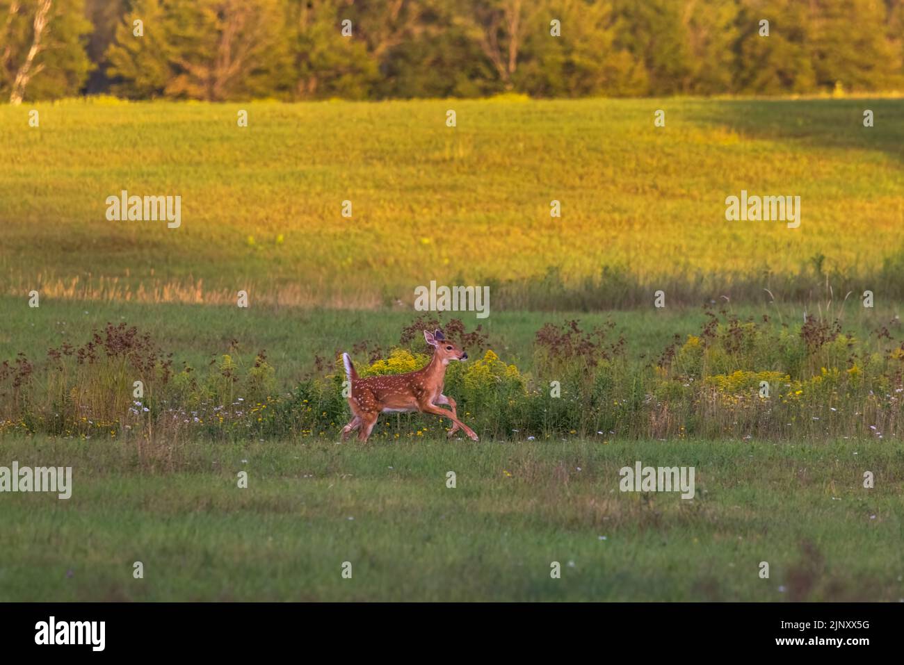 White-tailed fawn running in the evening light of a northern Wisconsin field. Stock Photo