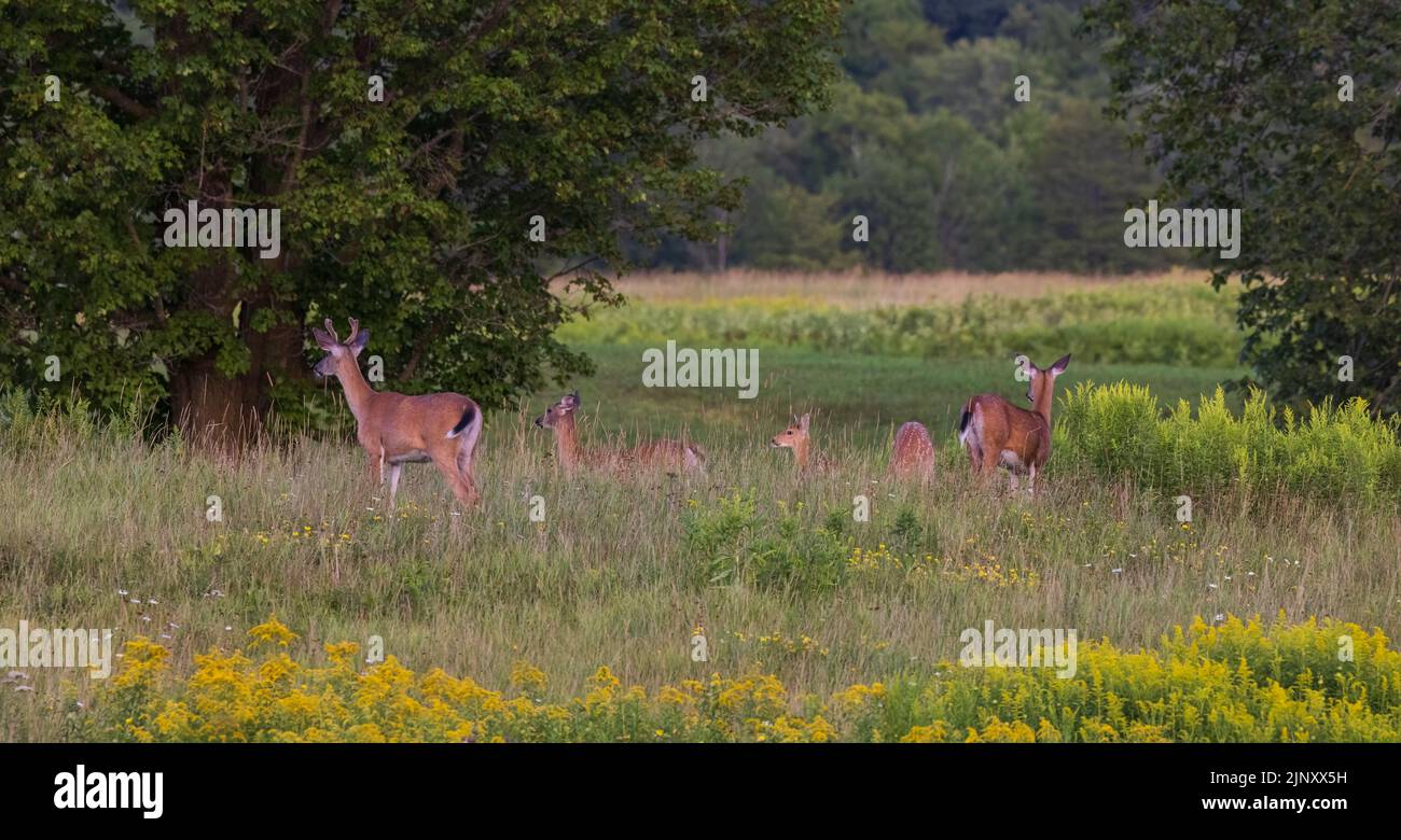 Treeline off in the distance hi-res stock photography and images - Alamy