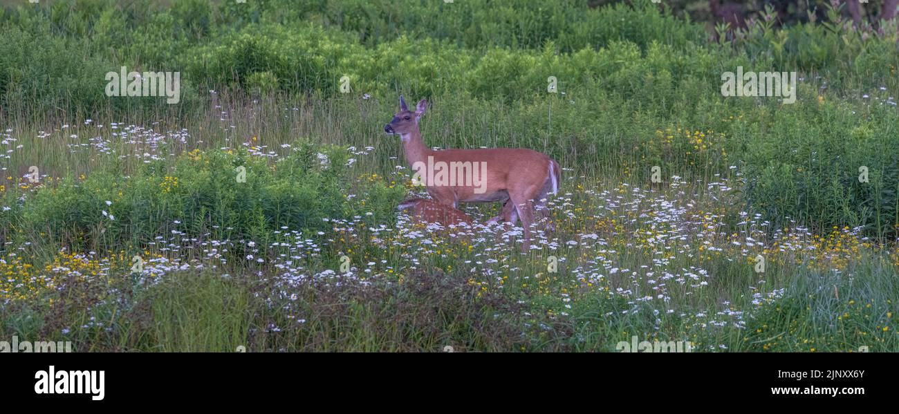 White-tailed doe nursing her fawn in a field of wildflowers. Stock Photo