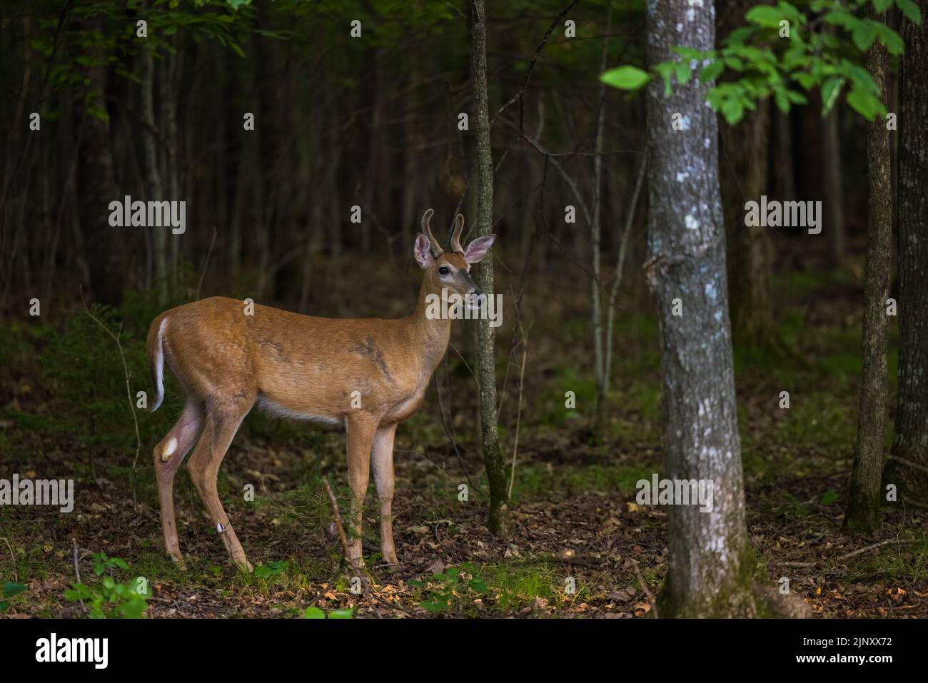 Young white-tailed buck in a northern Wisconsin woodland. Stock Photo