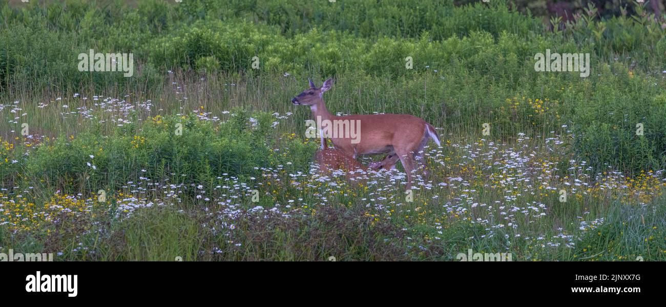 White-tailed doe nursing her fawn in a field of wildflowers. Stock Photo