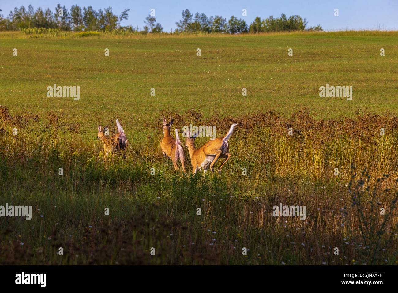 Whitetails running with their tails up in a northern Wisconsin field. Stock Photo