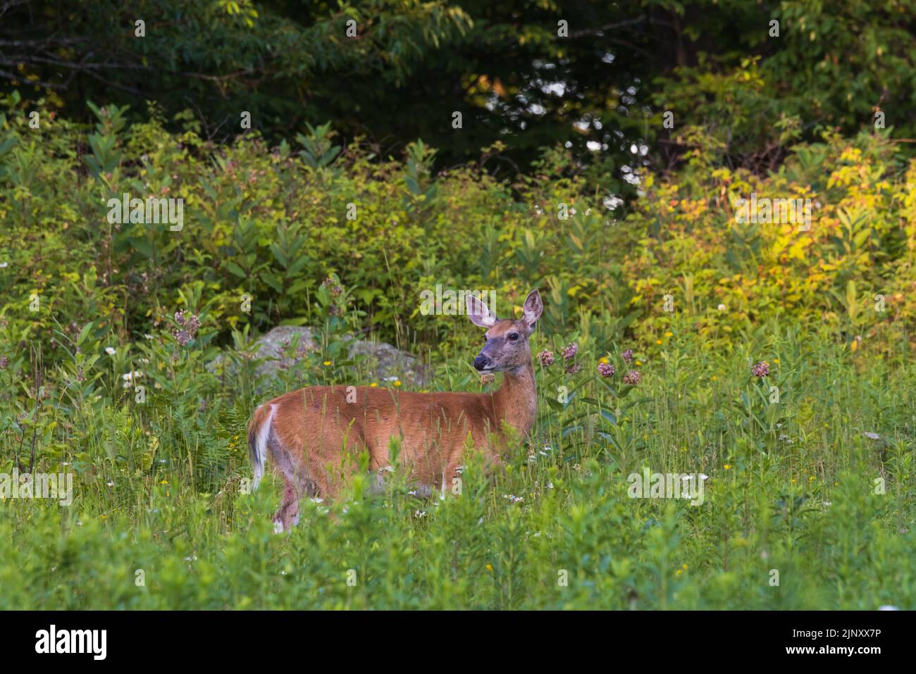 White-tailed doe in a summer meadow in northern Wisconsin. Stock Photo