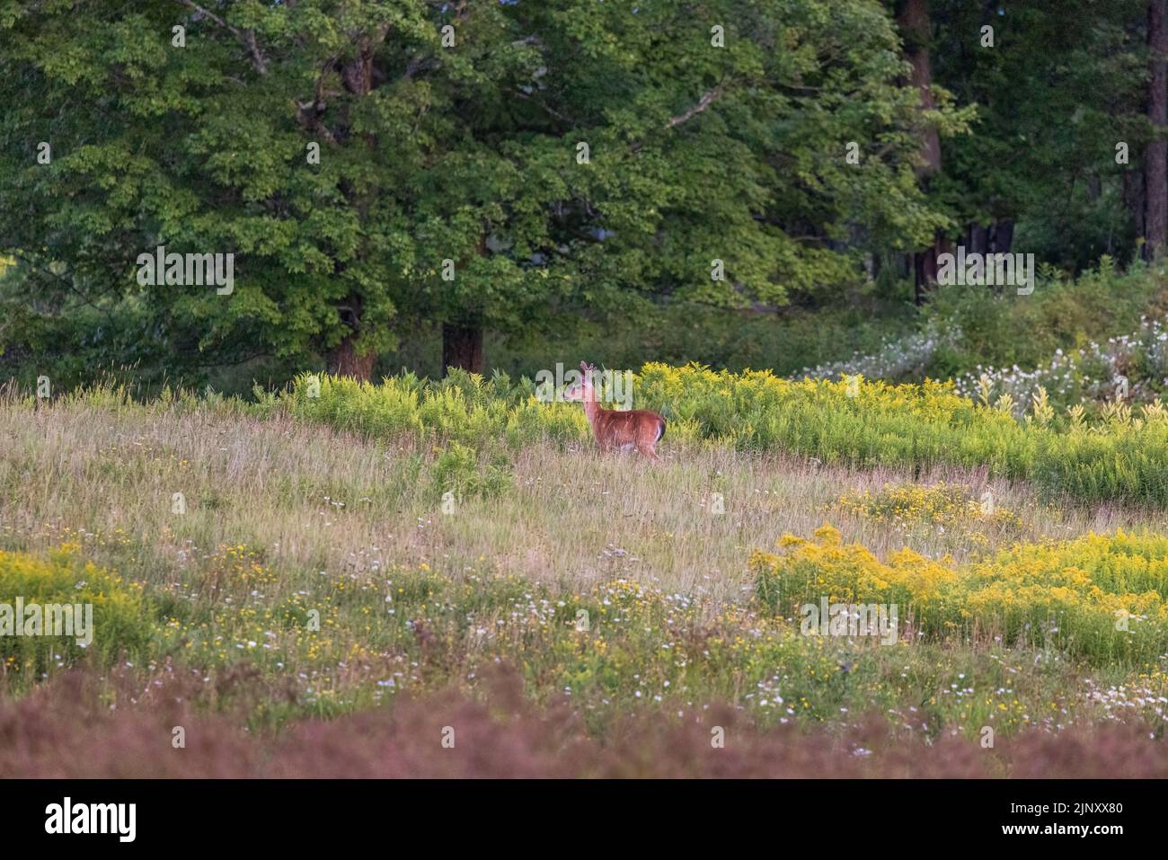 White-tailed buck in a northern Wisconsin meadow of goldenrod and wildflowers. Stock Photo