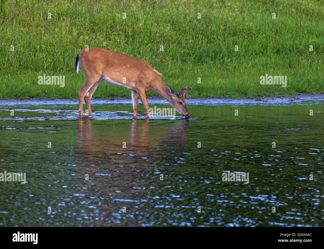 White-tailed buck wading in the water as he takes a drink. Stock Photo