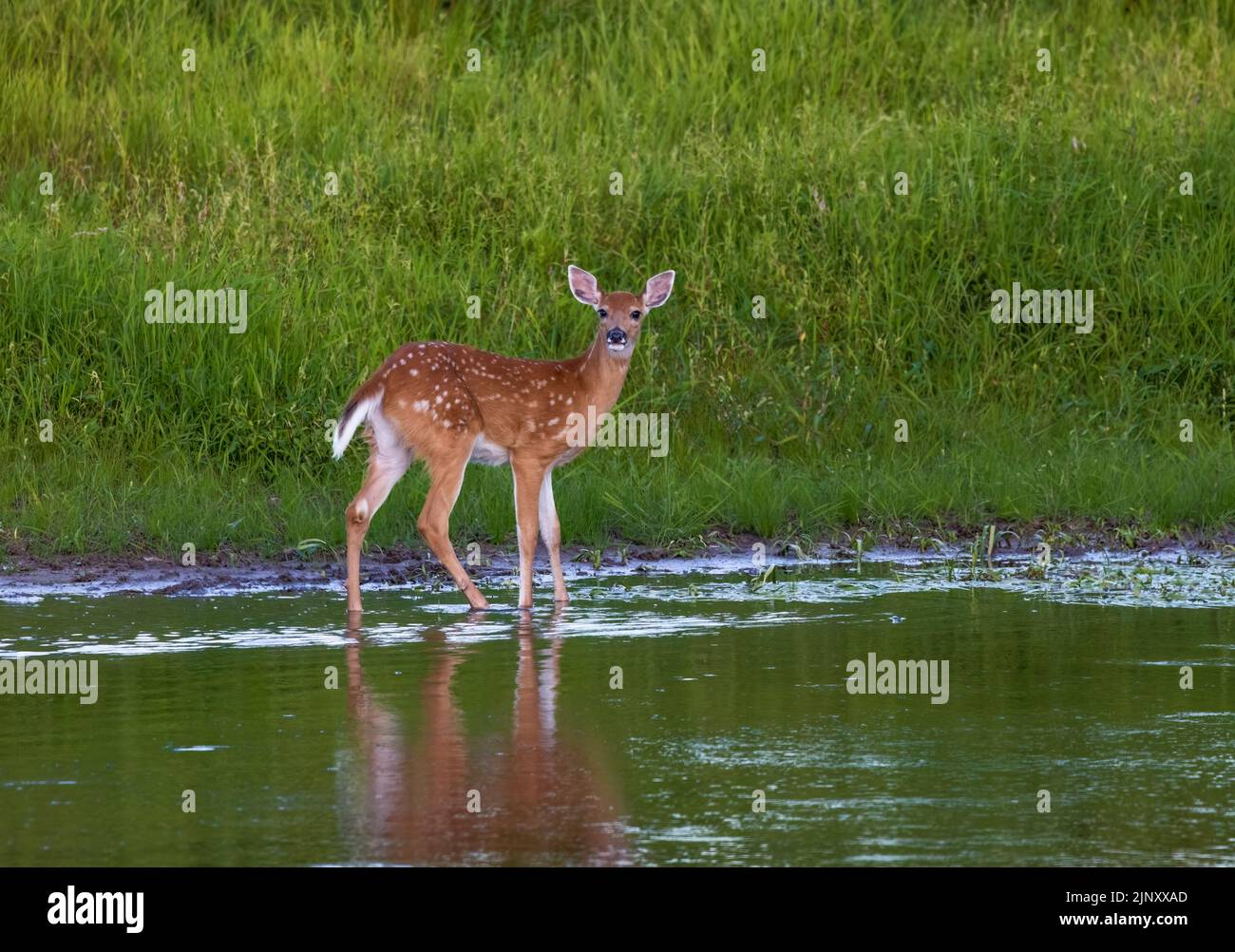 White-tailed fawn wading in a northern pond. Stock Photo