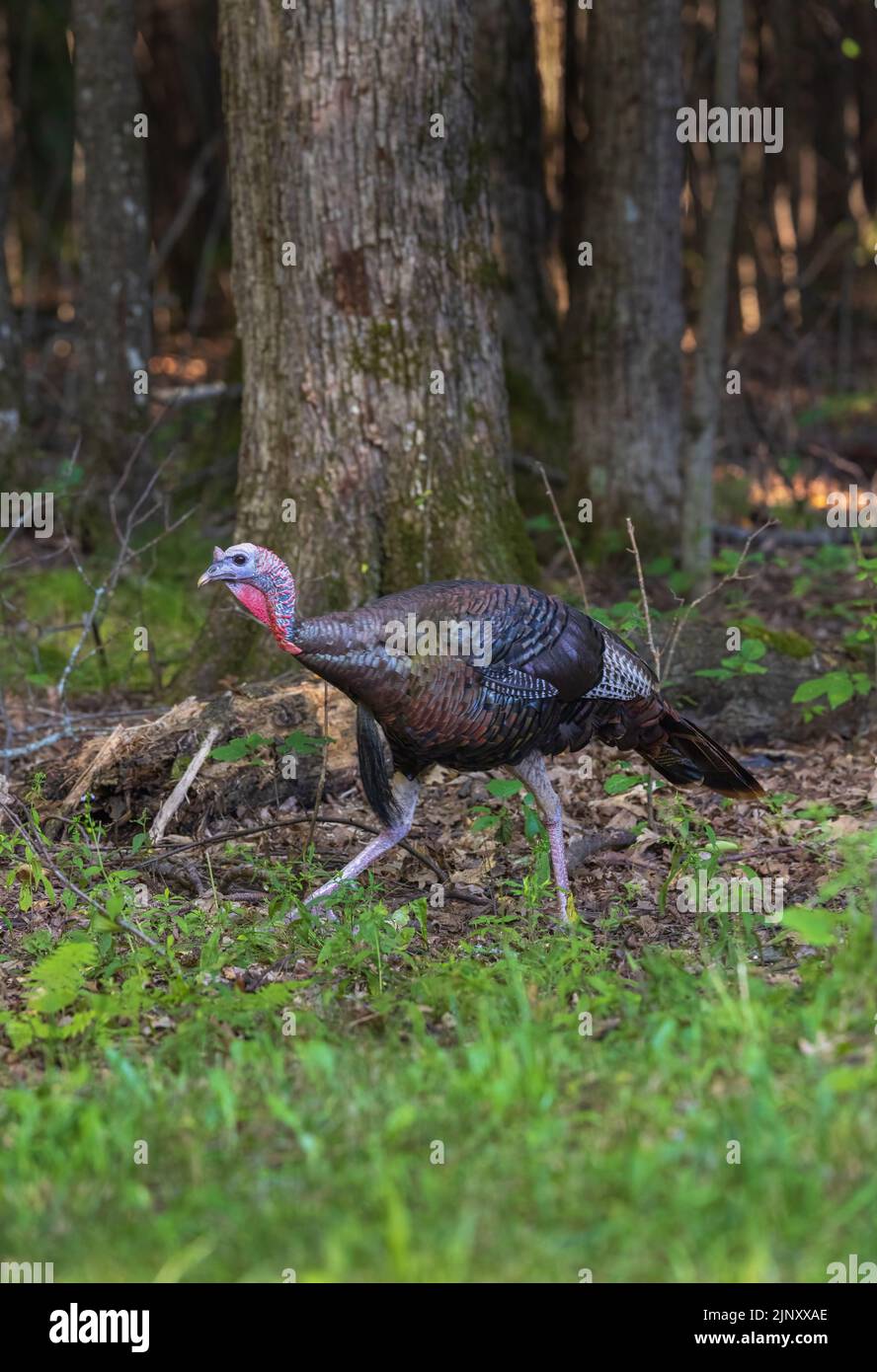 Tom turkey in northern Wisconsin. Stock Photo
