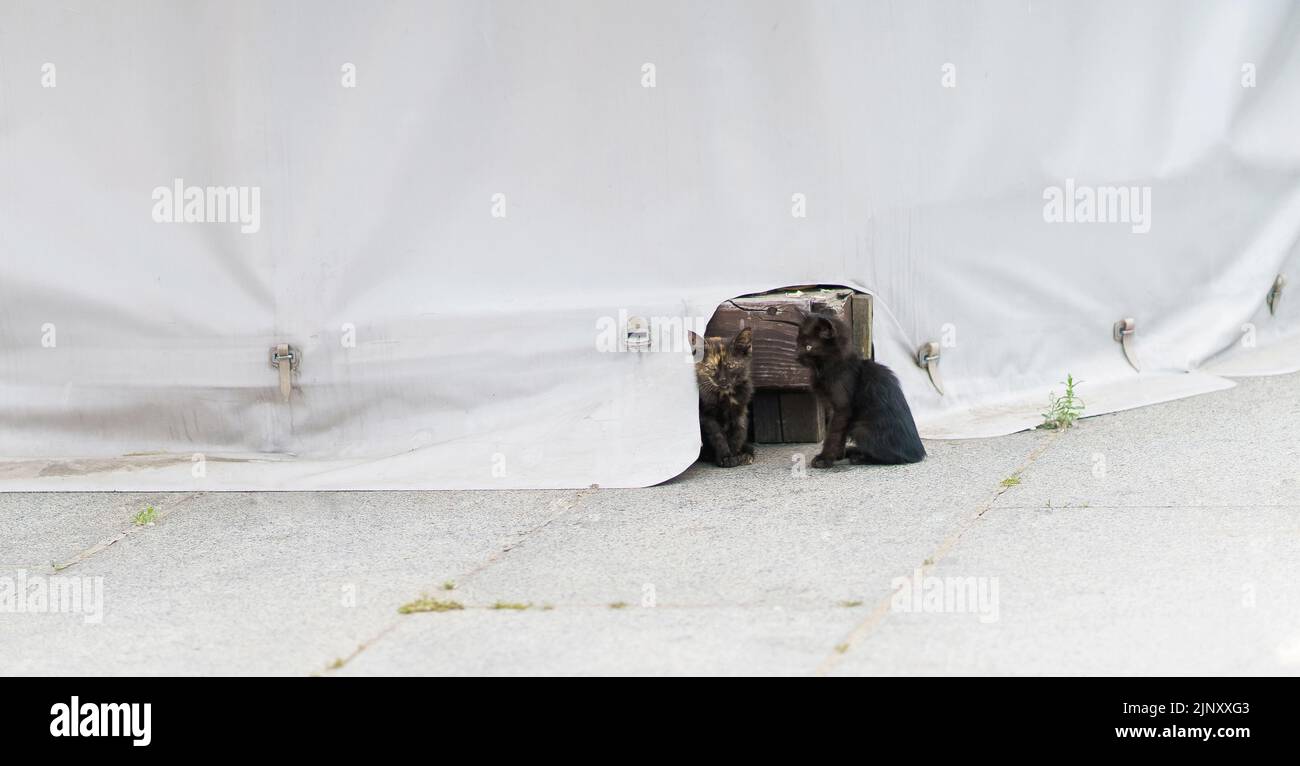 Stray kittens sitting outside tarpaulin cover with hole for them to hide. Black and two tabby darkish brown kittens outdoors. Kittens on the street. Homeless kittens.  Stock Photo