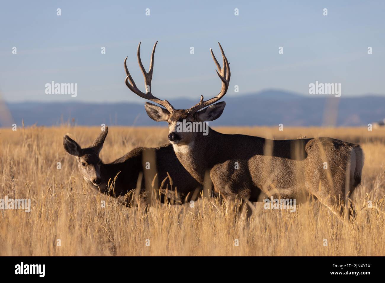 Mule Deer Buck and Doe During the Fall rut in Colroado Stock Photo Alamy