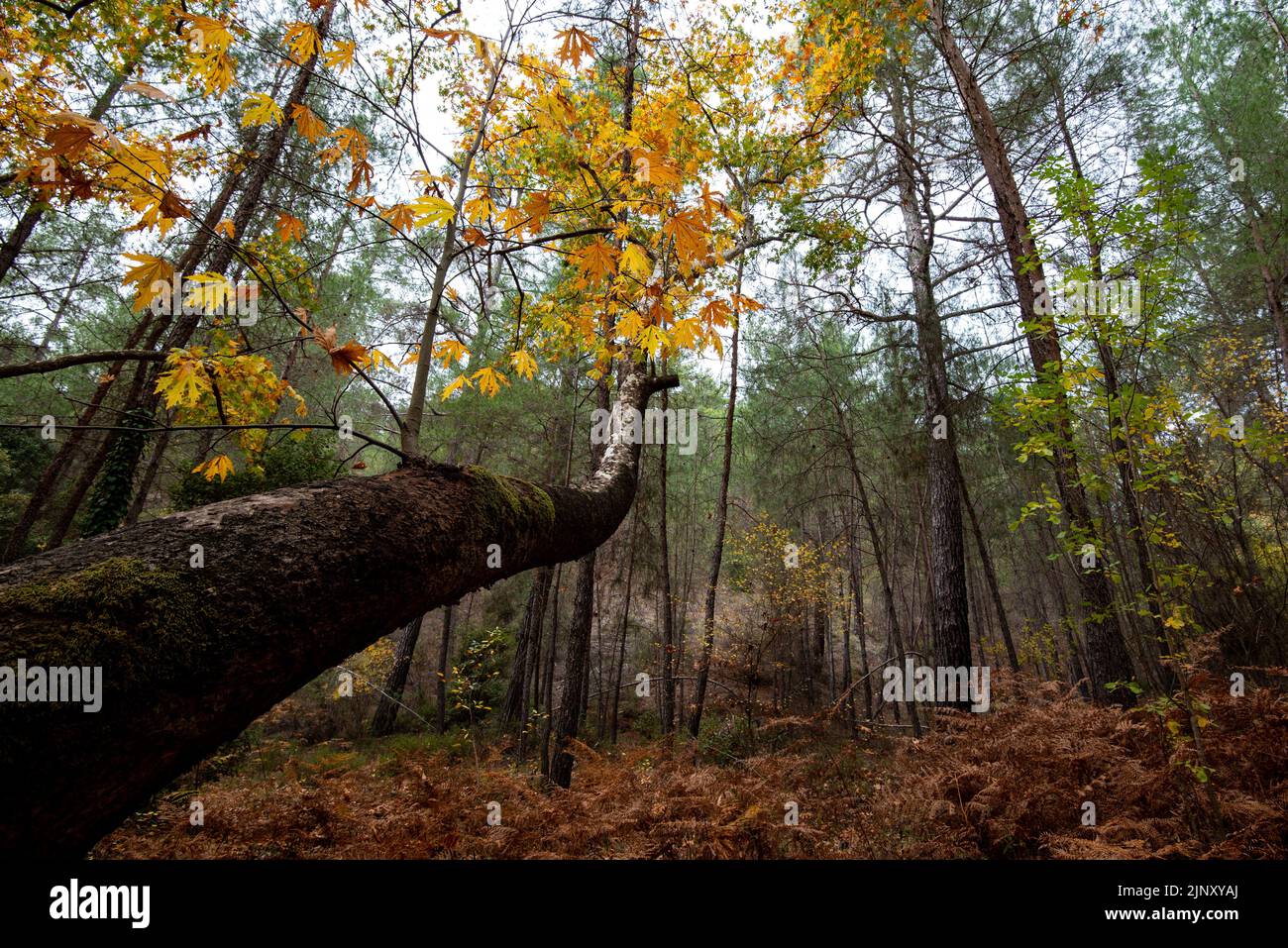 Maple tree with yellow leaves in autumn in a forest . Troodos Cyprus Stock Photo