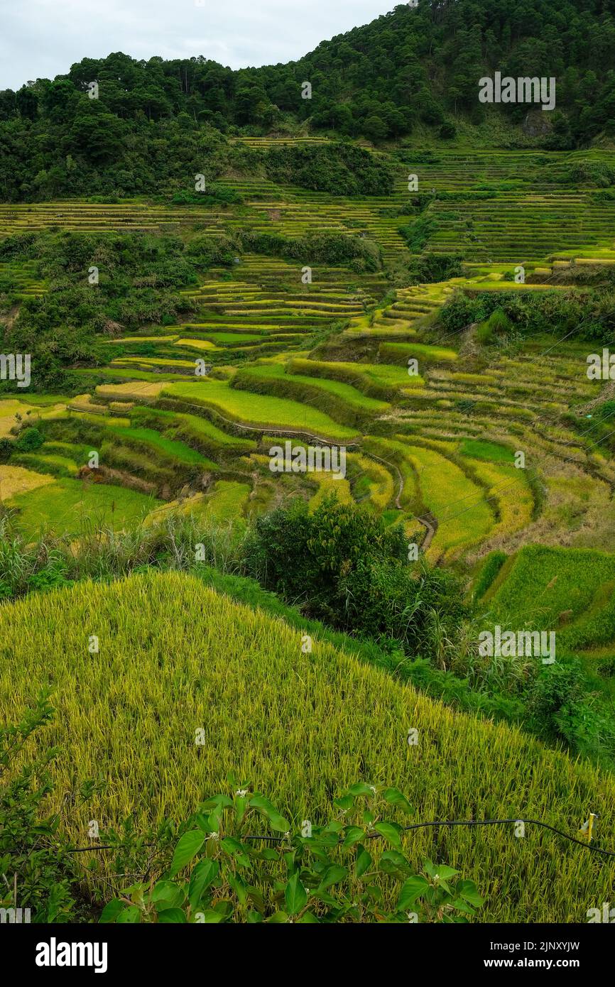 Rice terraces at Bontoc in northern Luzon, Philippines. Stock Photo