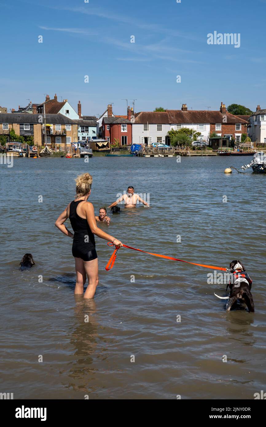 WIVENHOE IN ESSEX, PICTURED FROM THE OPPOSITE SHORE (ROWHEDGE). DOGS AND PEOPLE ARE HAVING FUN SWIMMING IN THE HEATWAVE OF 2022. Stock Photo