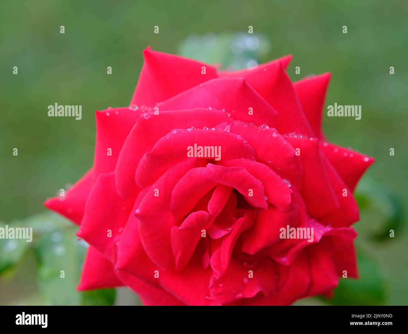 Red Roses close up Stock Photo - Alamy
