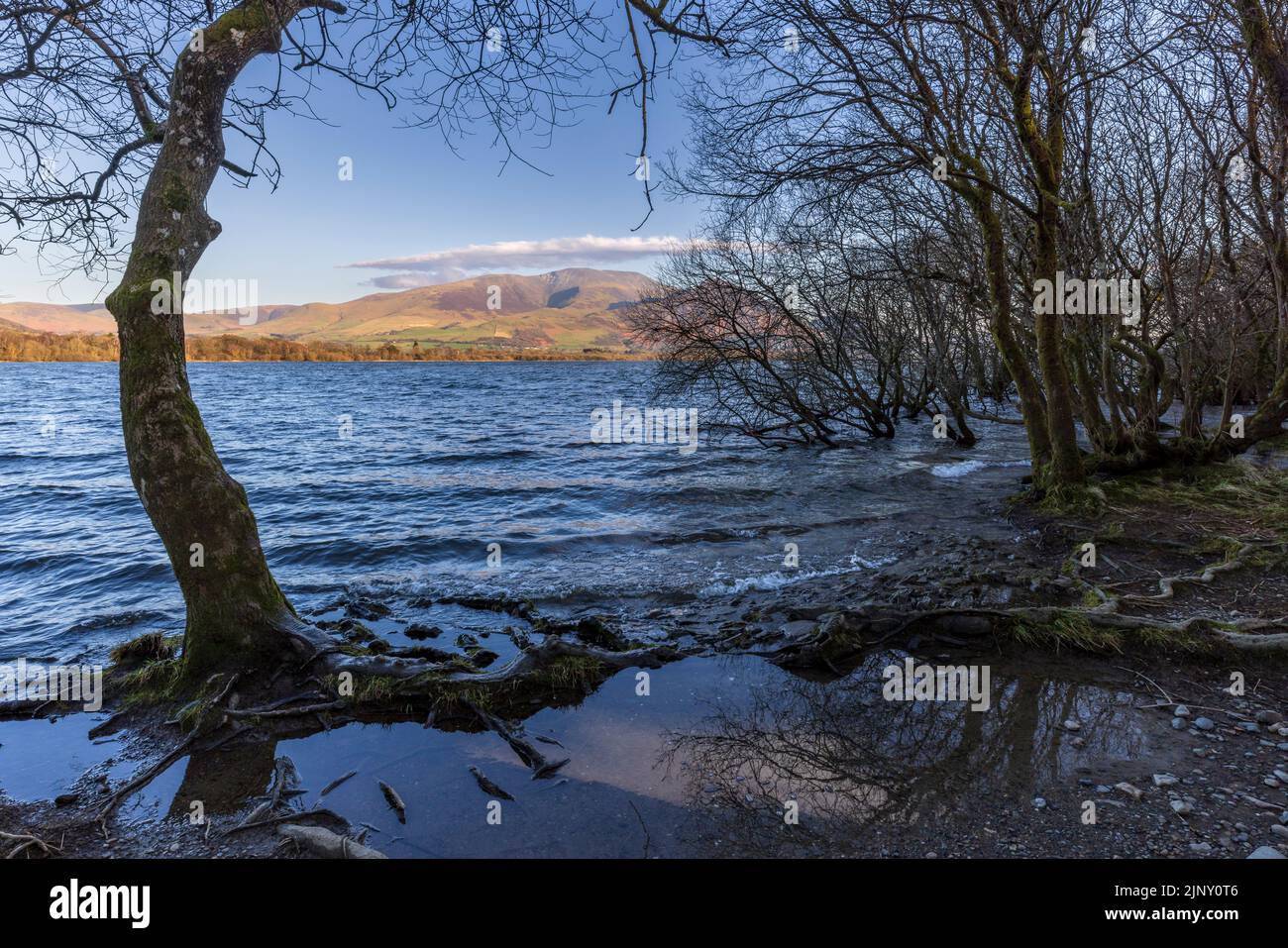 The flooded Bassenthwaite north shoreline in winter with Skiddaw in the background, Cumbria, England Stock Photo