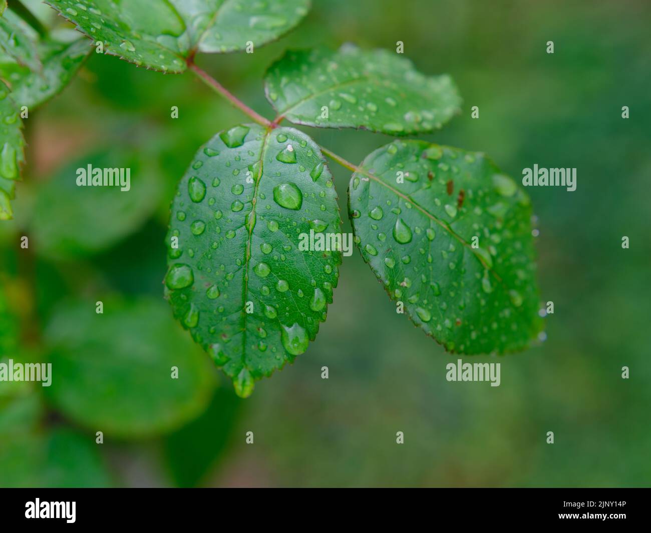 Dewdrops on rose leaves hi-res stock photography and images - Alamy