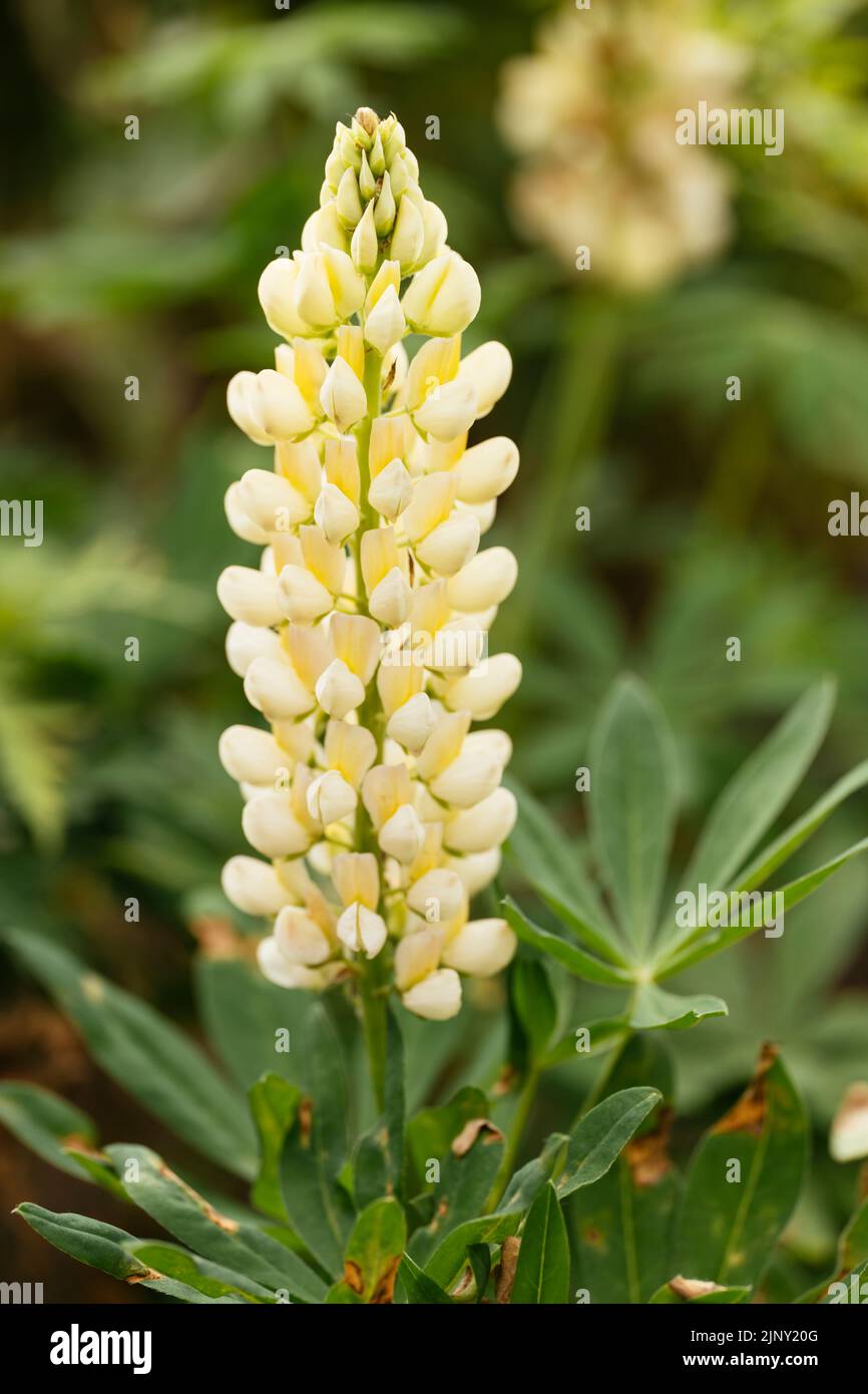 Lupin 'Russell Chandelier' (Lupinus polyphyllus) Stock Photo
