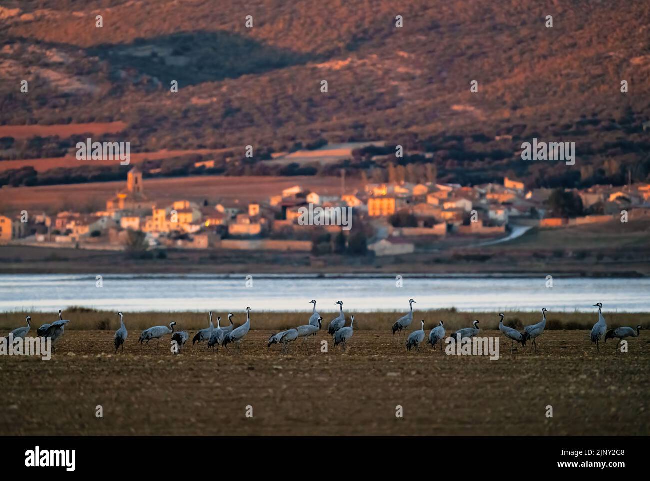 Cranes feeding from the field and village in the background Stock Photo